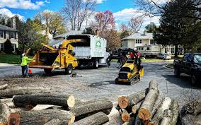 Professional Tree Services in Chase City, VA